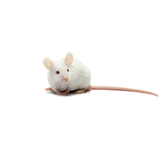 Ratón laboratorio adulto (21-30 gr) congelado
