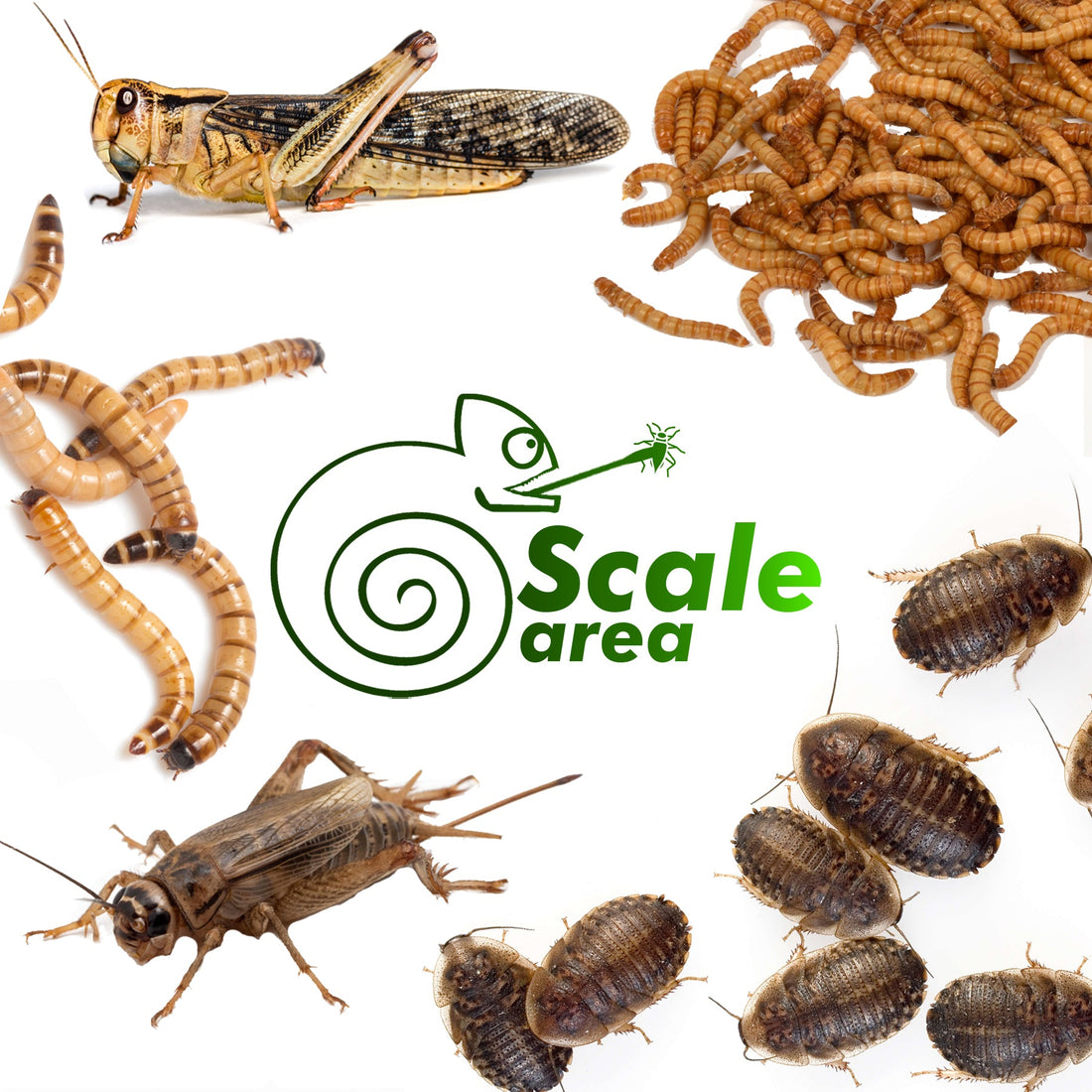 Tipos de alimento vivo para reptiles, anfibios, aves e invertebrados insectívoros. GUÍA DEFINITIVA..