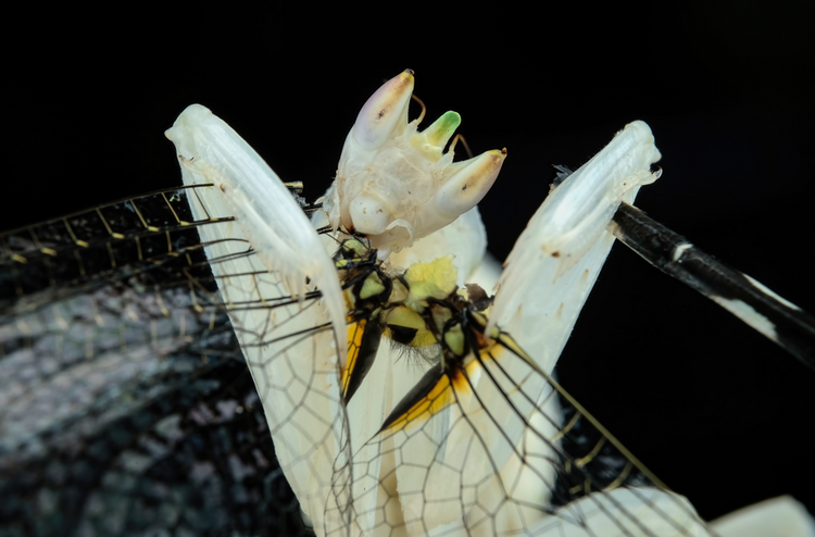 What do you need to care for a mantis in captivity? – Scale area