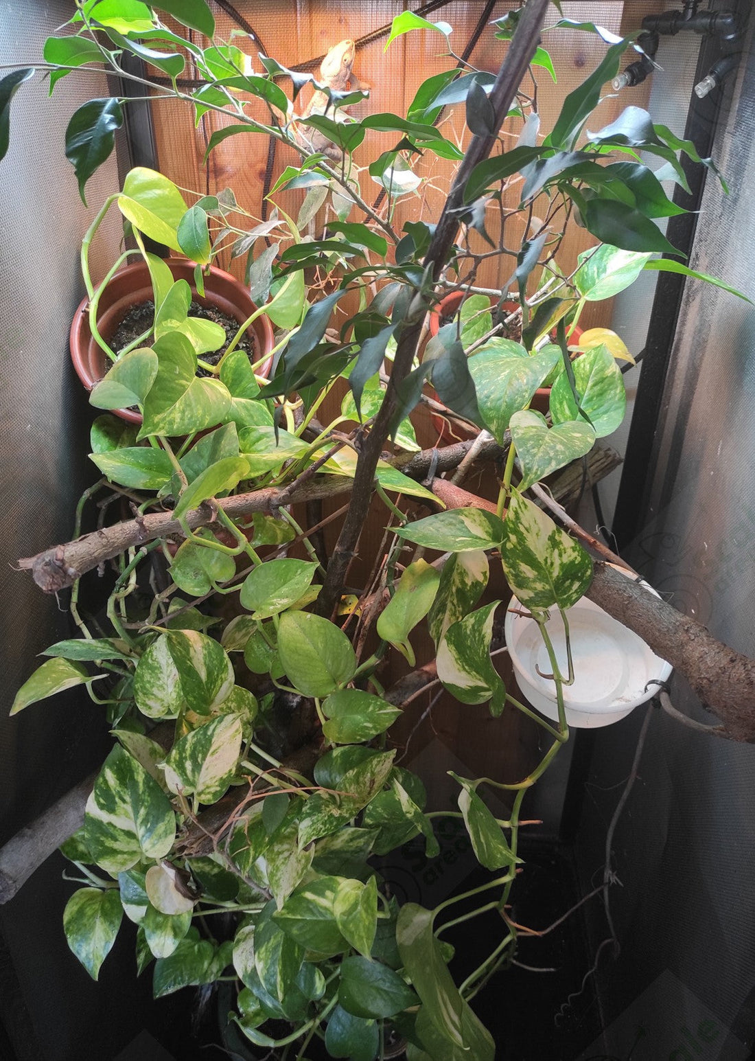 Guía para montar el terrario de tu camaleón: medidas, temperatura e iluminación