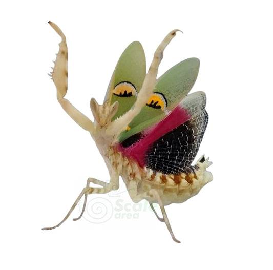 Jeweled Flower Mantis (Creobroter sp. "Yunnan")