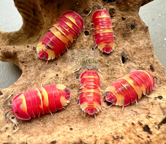 Ardentiella sp. “Scarlet”