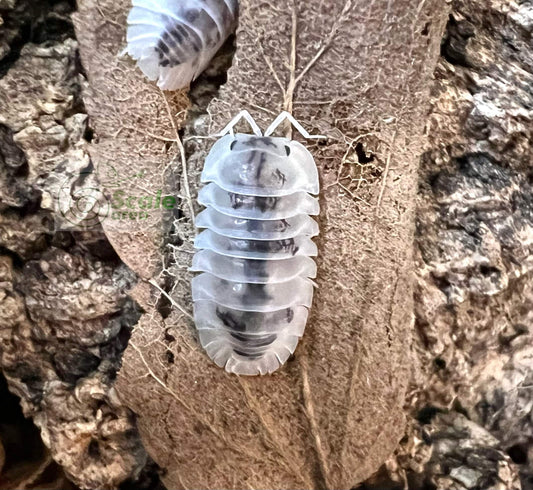 Nesodillo arcangelii "Shiro Utsuri"