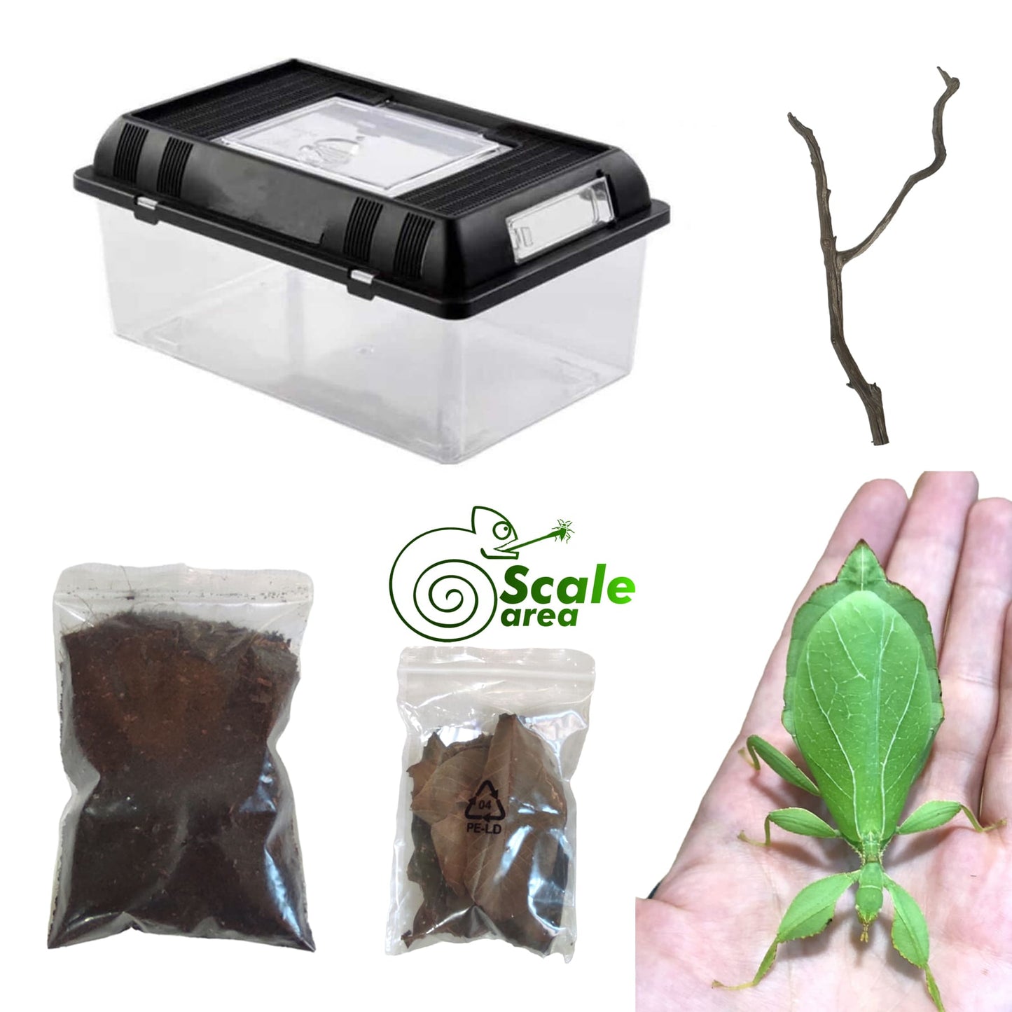 Leaf insect complete kit