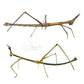 Stick grasshopper (Pseudoproscopia latirostris)