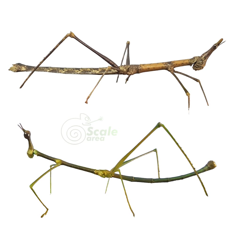 Stick grasshopper (Pseudoproscopia latirostris)
