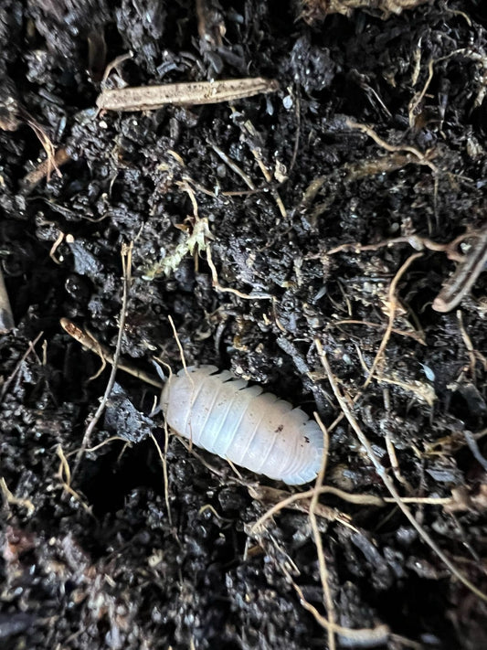 Cubaris sp. "pink panda king"