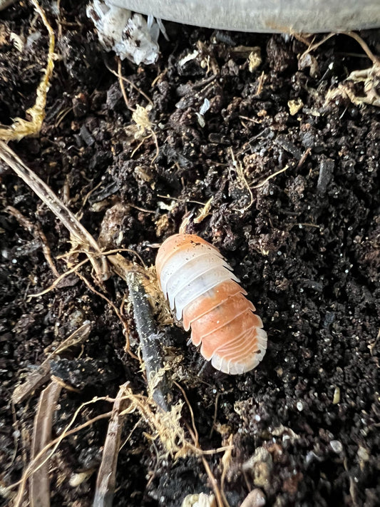 Cubaris sp. "red panda king"