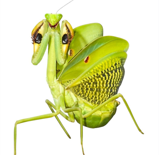Stagmatoptera femoralis (Mantis gigante americana)