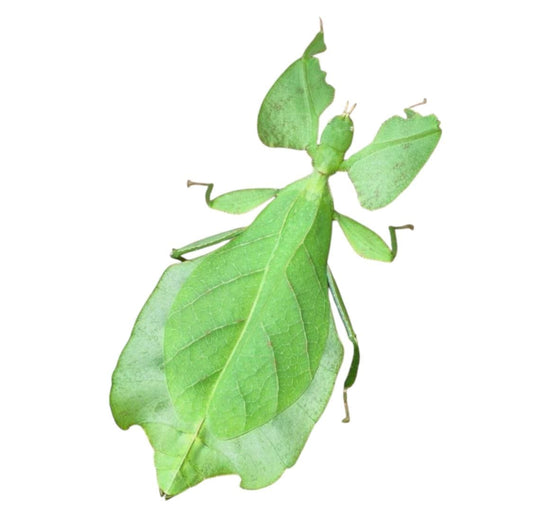 Cryptophyllium limogesi (Insecto hoja gigante)