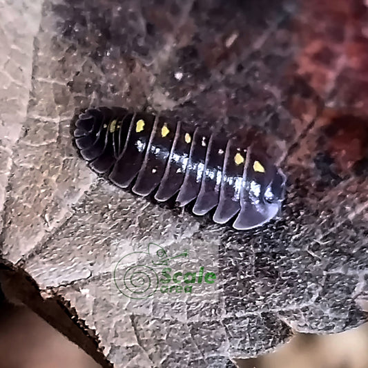 Armadillidium germanicum