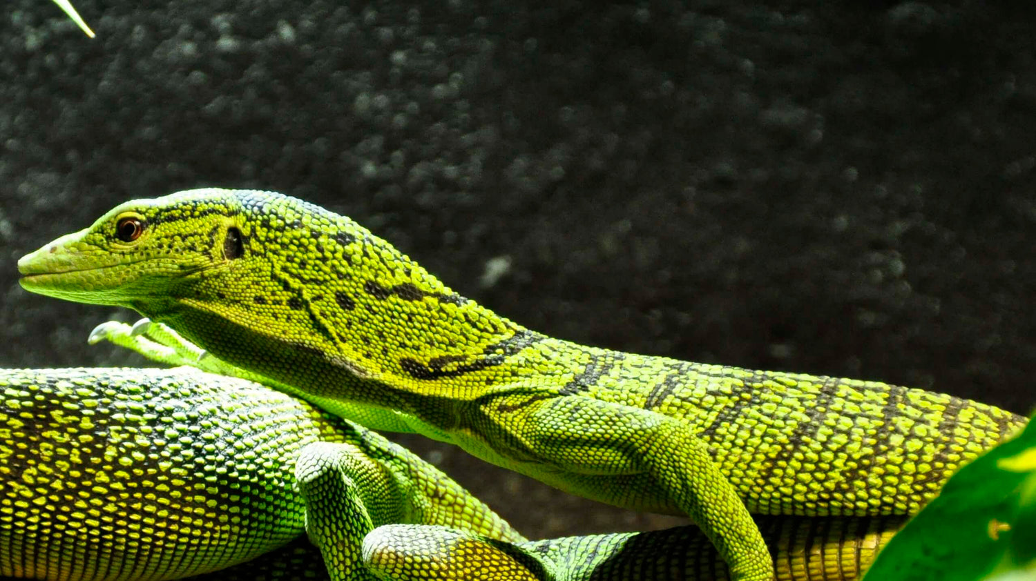 Terrarios e Iluminación para reptiles y camaleones