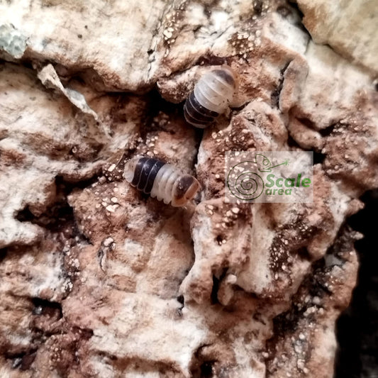 Cubaris sp. “White Shark”