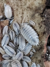 Porcellio laevis "white"