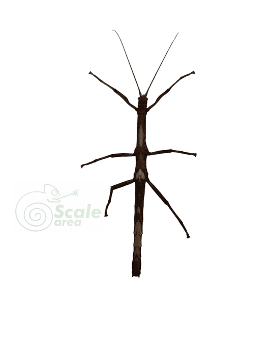 Stick insect (bark) Lamponius guerini