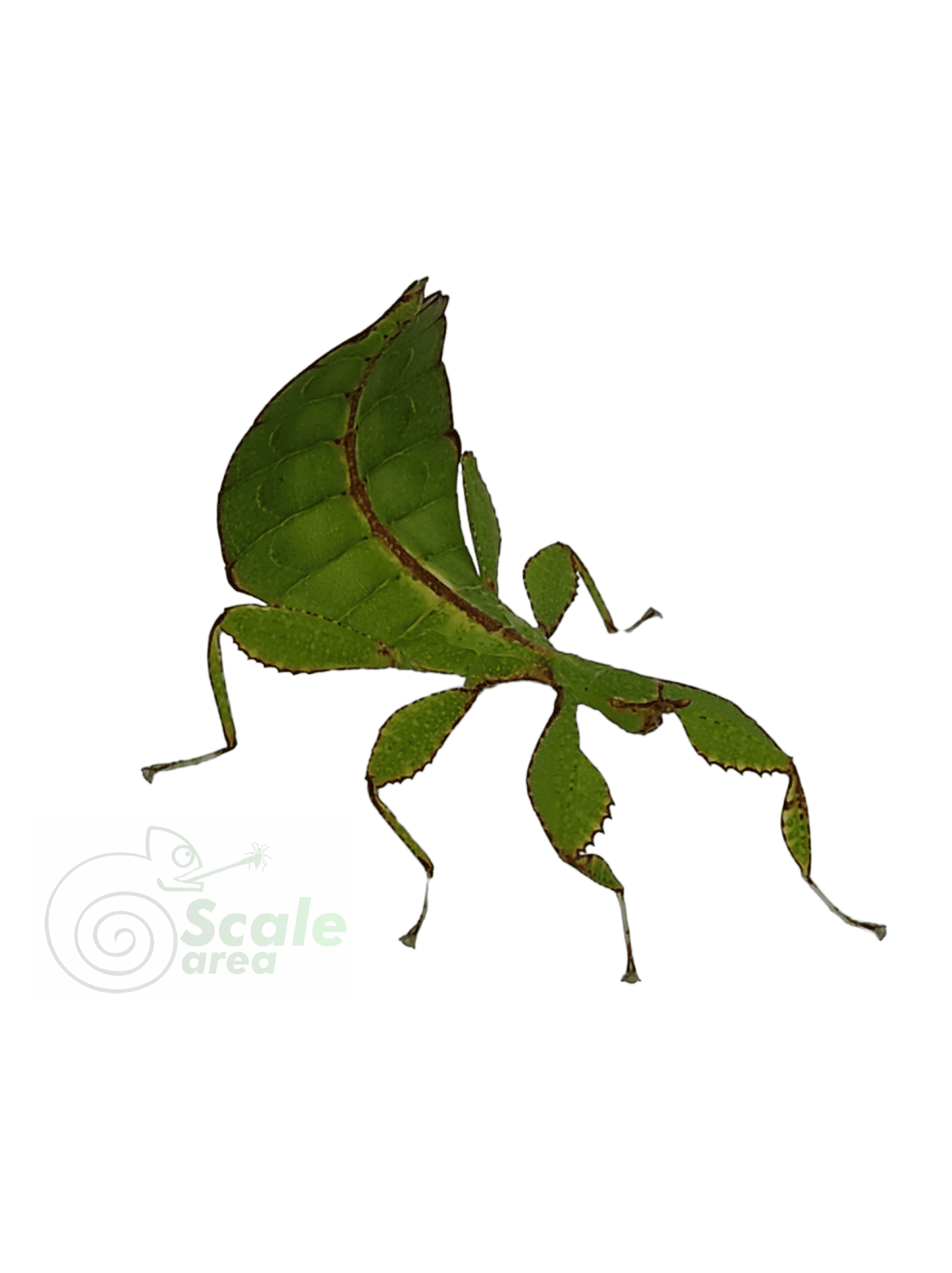 Leaf insect Phyllium philippinicum