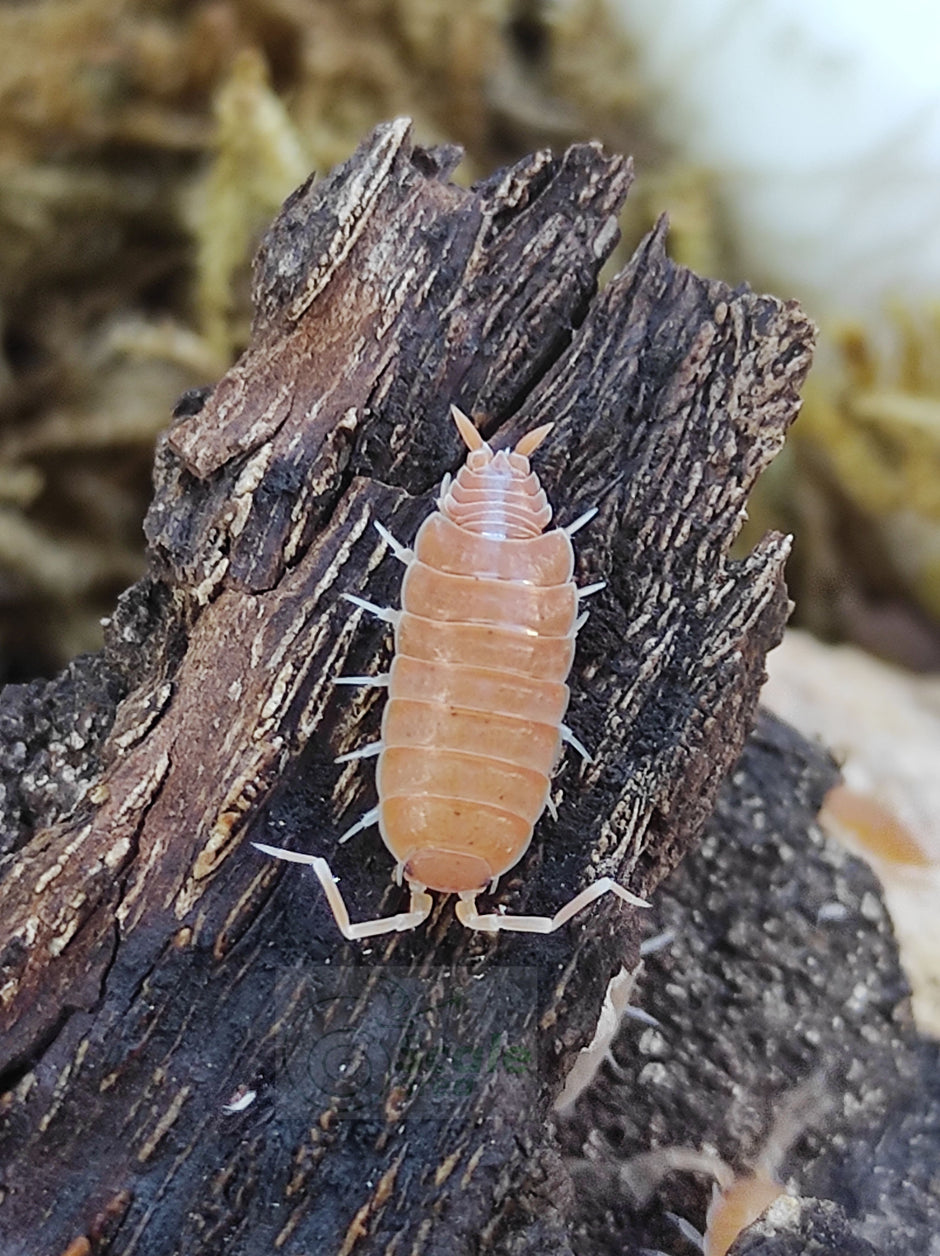 Comprar isópodos | Bicho bola | Cochinilla | Scale Area – Scale area
