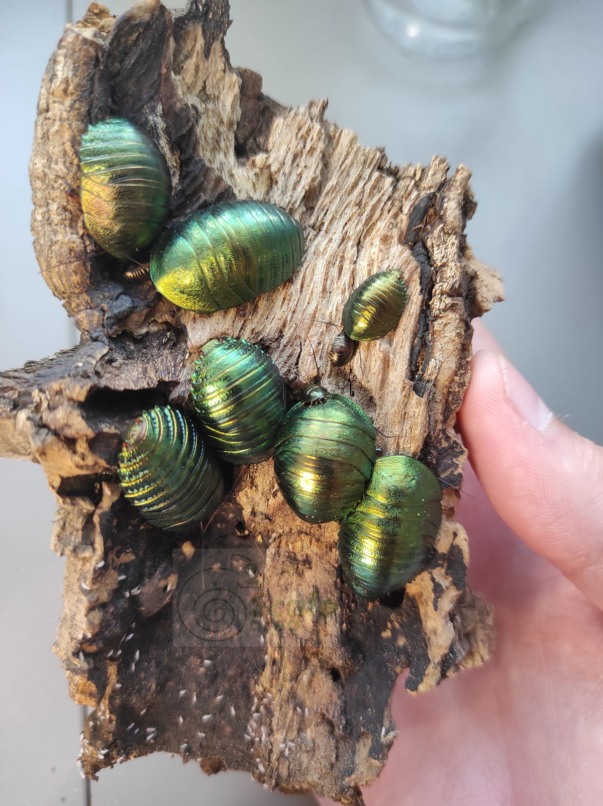 Metallic Cockroach Green emerald cockroach (Pseudoglomeris magnifica) – Scale area