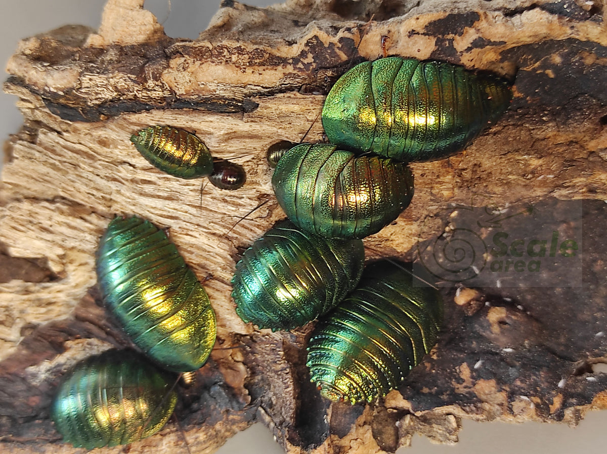 Metallic Cockroach Green emerald cockroach (Pseudoglomeris magnifica) – Scale area