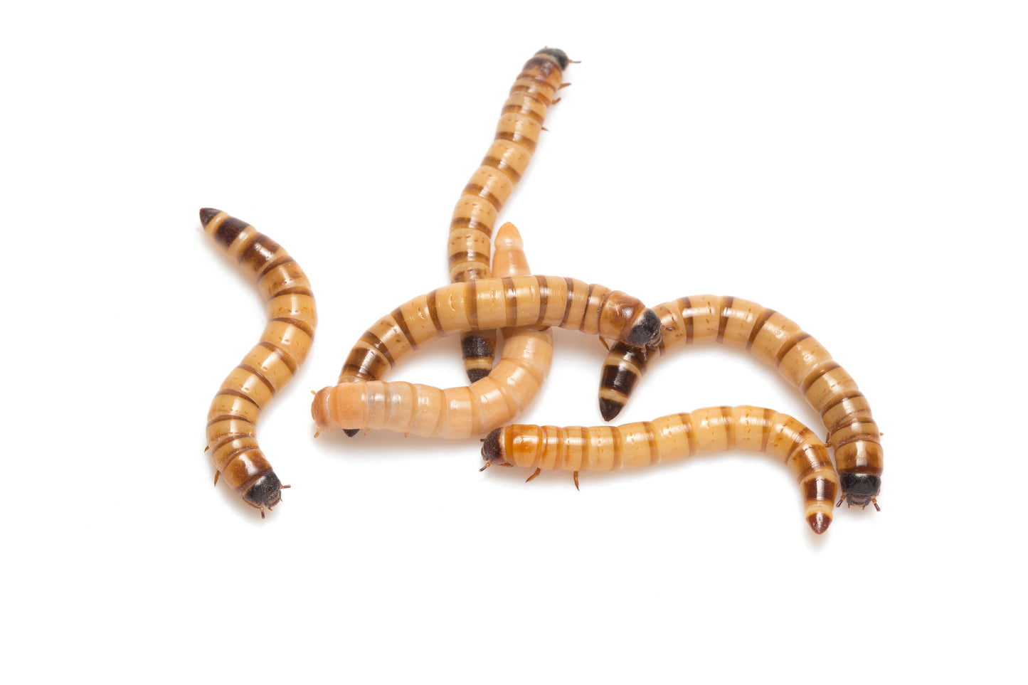 Zophoba morio or king worm (4cm approx)