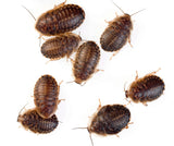 Blaptica dubia L/XL (+3 cm)