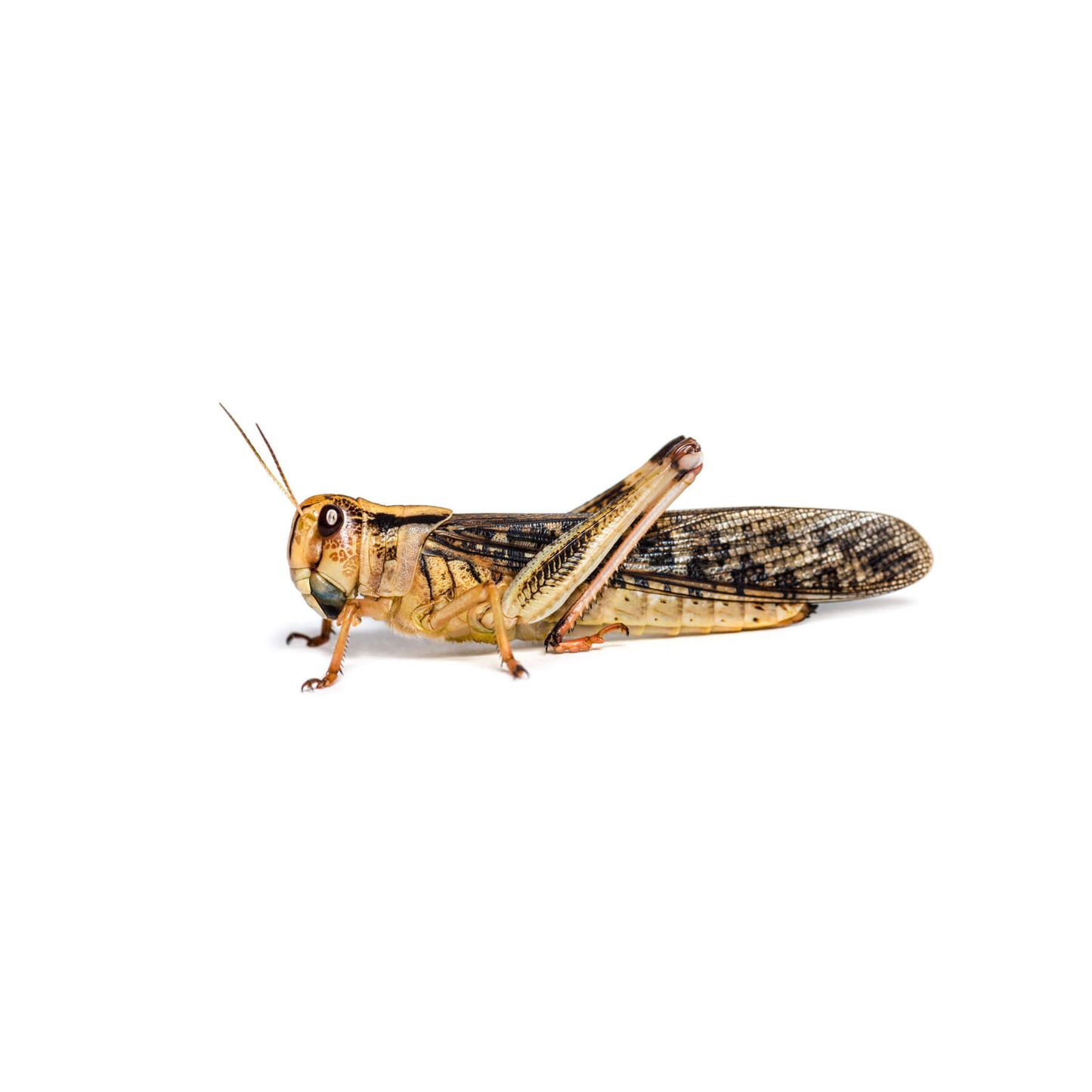 Locust (Locusta migratoria) S