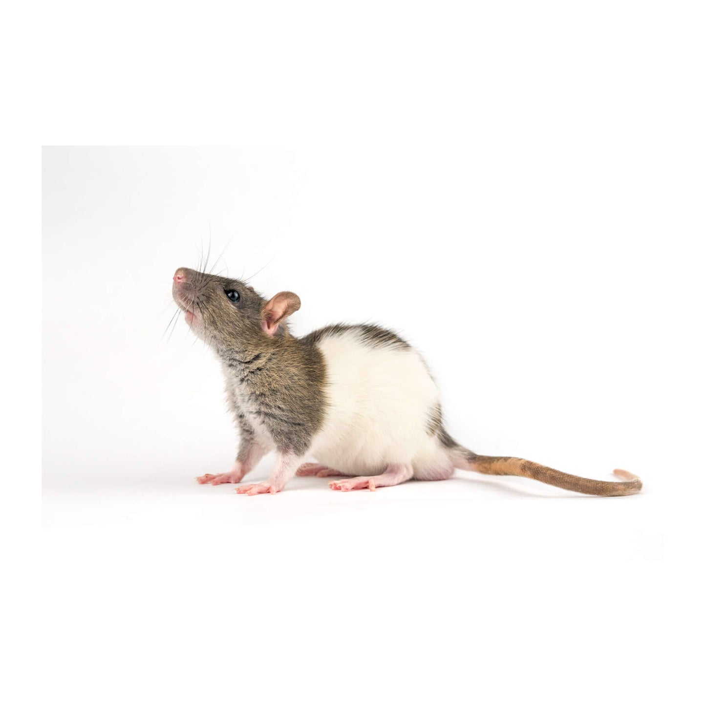 Adult rat (200-250 gr) frozen