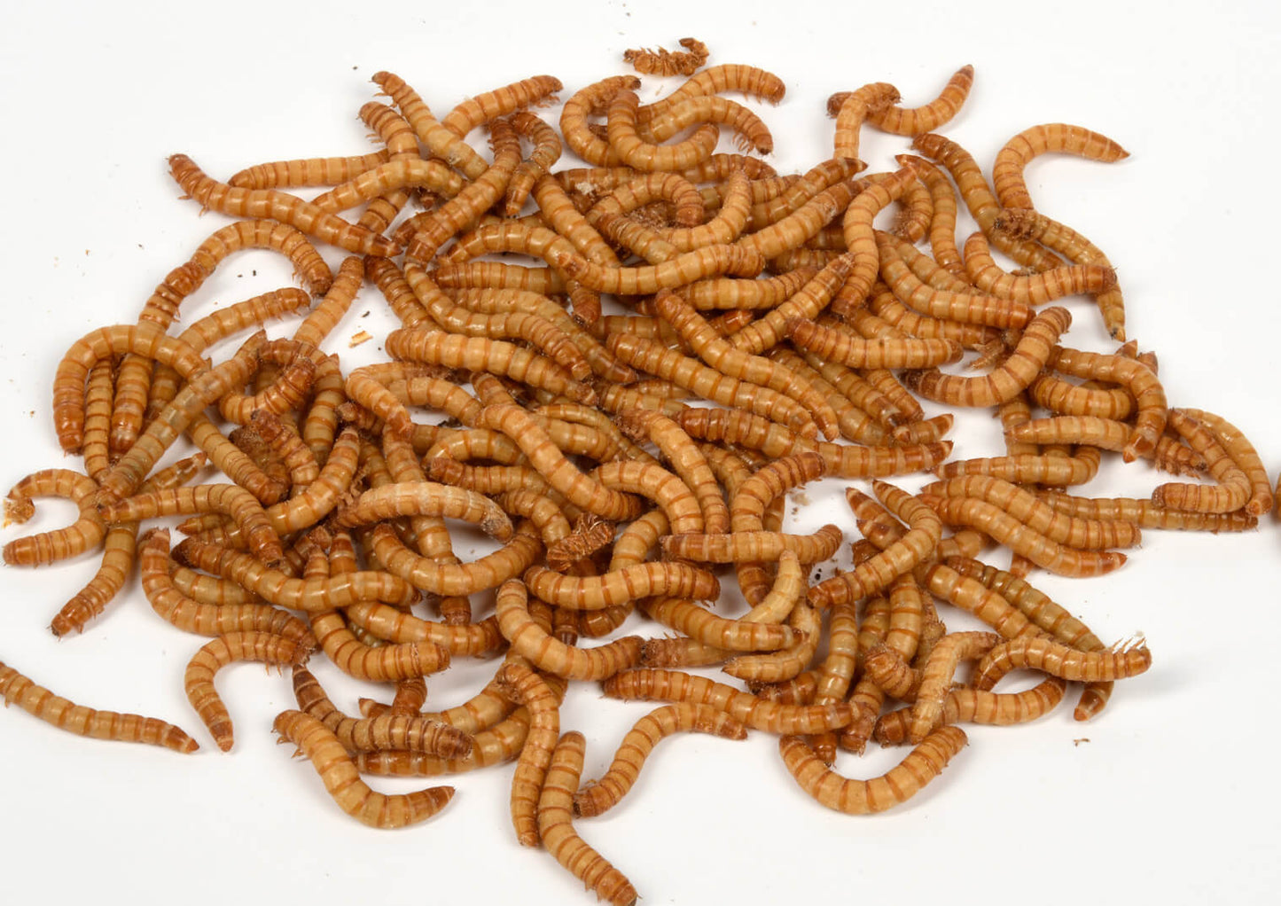 Tenebrio molitor or mealworm (2.5cm approx)